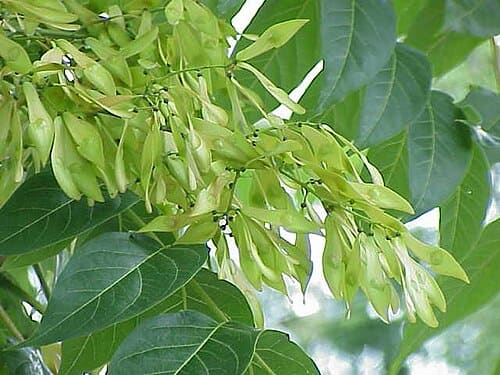 Ailanthus, standing in for Ailanthus taibaishanensis