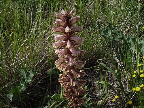 Orobanche, standing in for Orobanche europaea