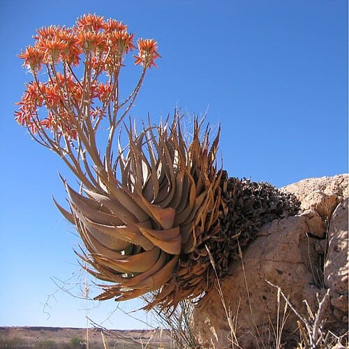 Aloe, standing in for Aloe keayi