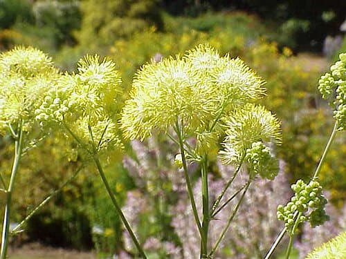 Thalictrum, standing in for Thalictrum fortunei