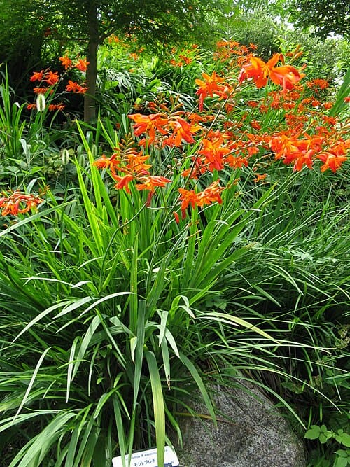 Crocosmia × crocosmiiflora