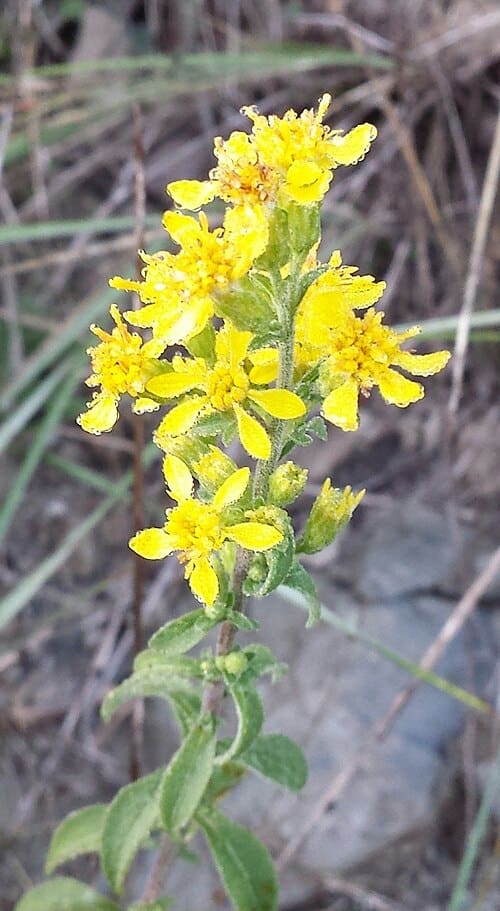 Solidago virgaurea