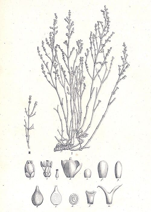 Anabasis salsa