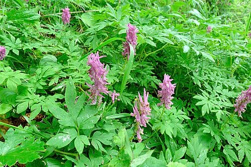Corydalis gigantea