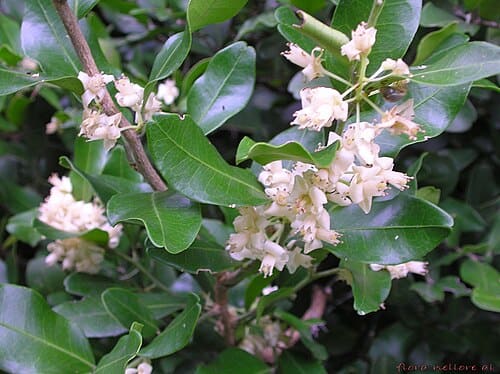 Atalantia, standing in for Atalantia buxifolia