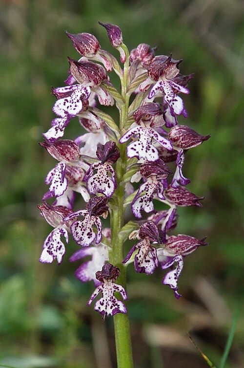 Orchis