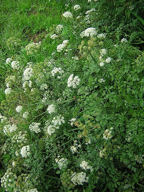 Oenanthe crocata