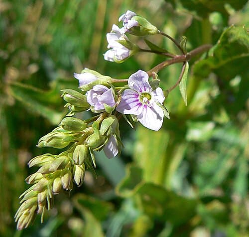Veronica anagallis-aquatica