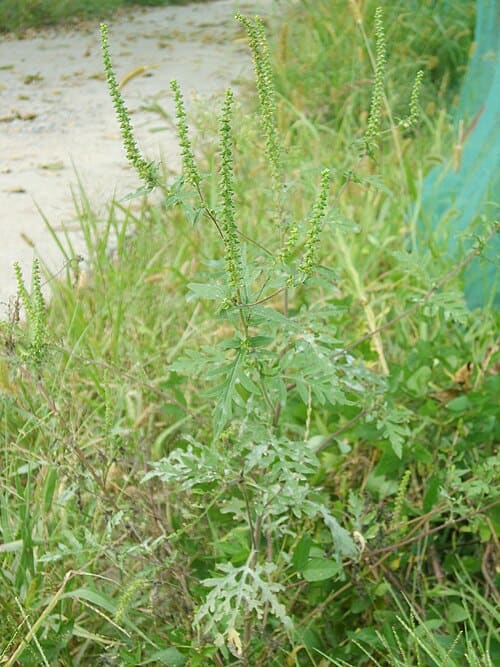 Ambrosia artemisiifolia