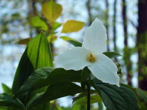 Trillium grandiflorum