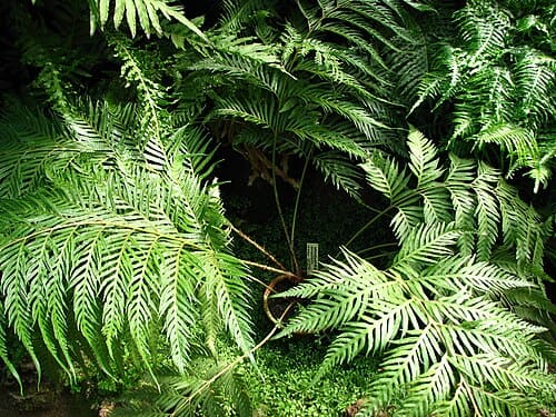 Woodwardia orientalis