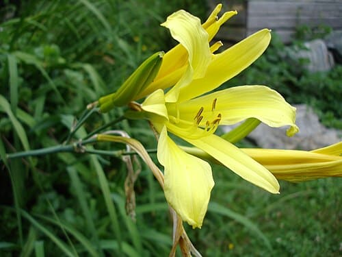 Hemerocallis citrina