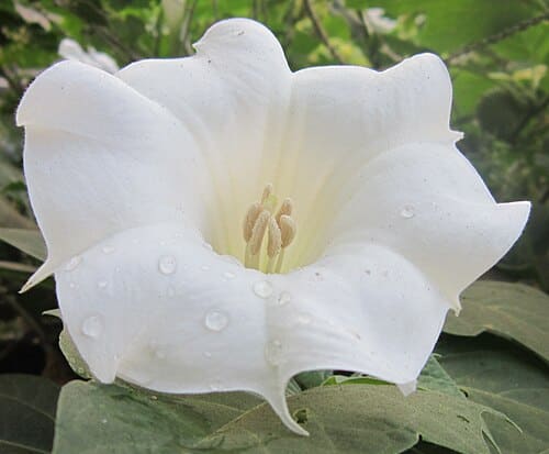 Datura, standing in for Datura suaveolens