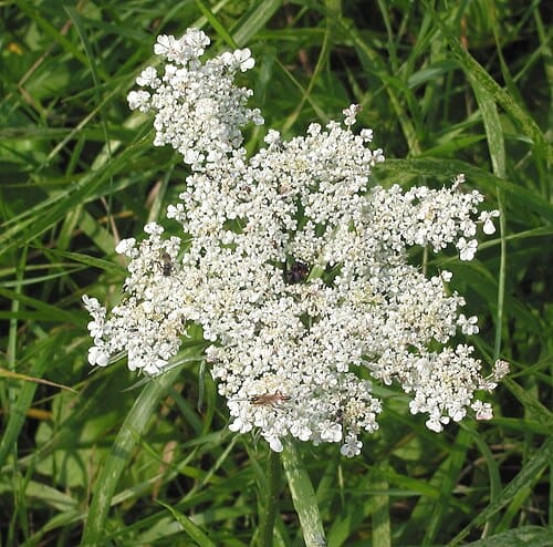 Apiaceae