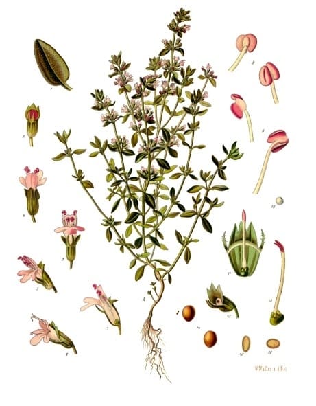 Thymus, standing in for Thymus mongolicus