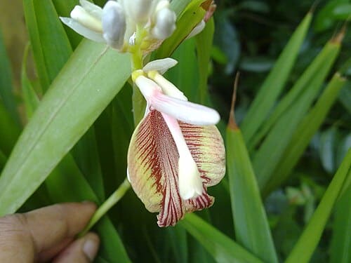 Amomum, standing in for Amomum cardamomum