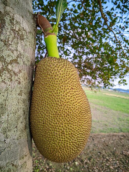 Artocarpus heterophyllus