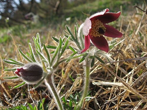 Pulsatilla cernua