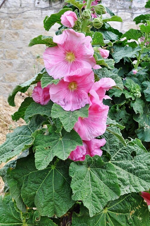 Althaea rosea