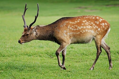Cervus nippon