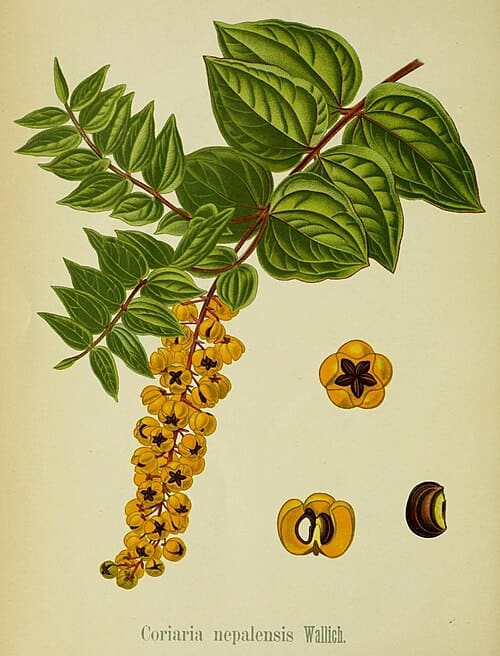 Coriaria nepalensis