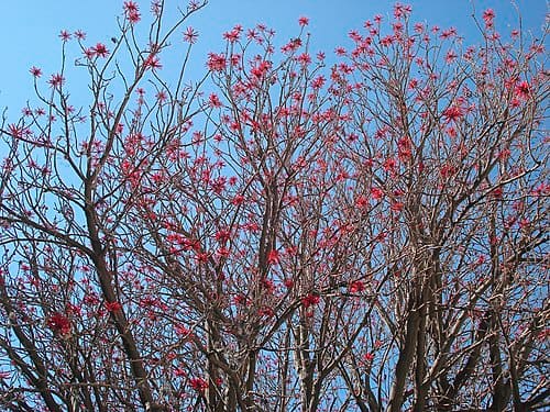 Erythrina coralloides