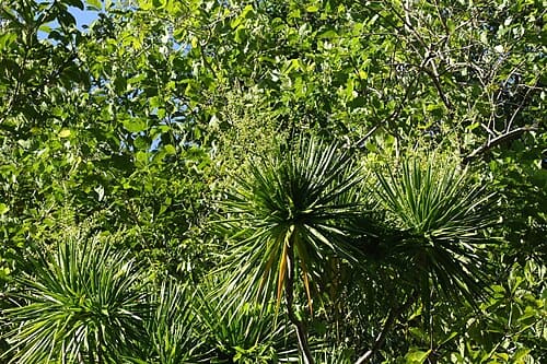 Dracaena multiflora