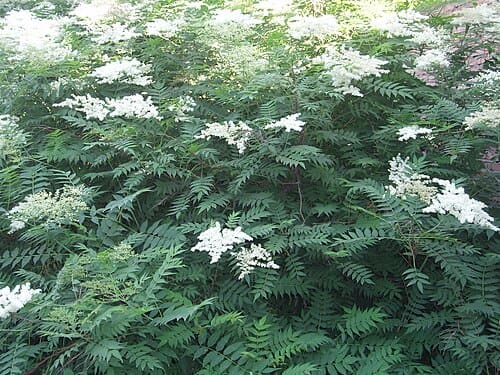 Sorbaria sorbifolia