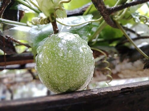 Passiflora edulis