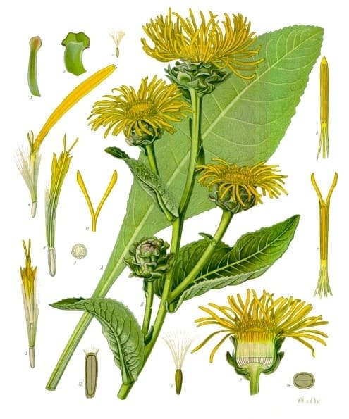 Inula, standing in for Inula splendida