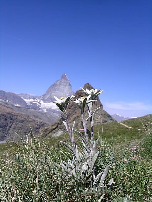 Leontopodium alpinum