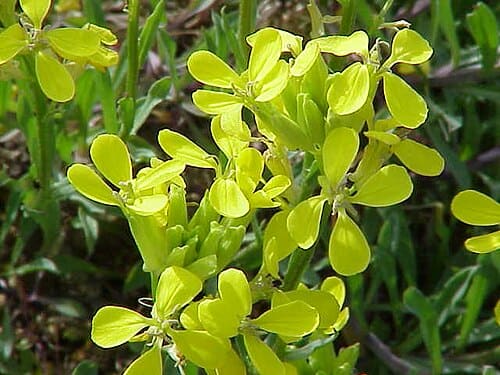 Erysimum, standing in for Erysimum hirsutum