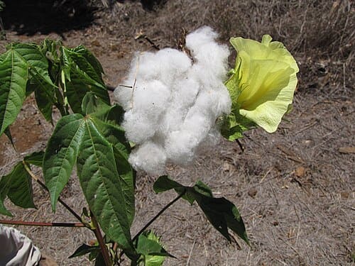 Gossypium barbadense