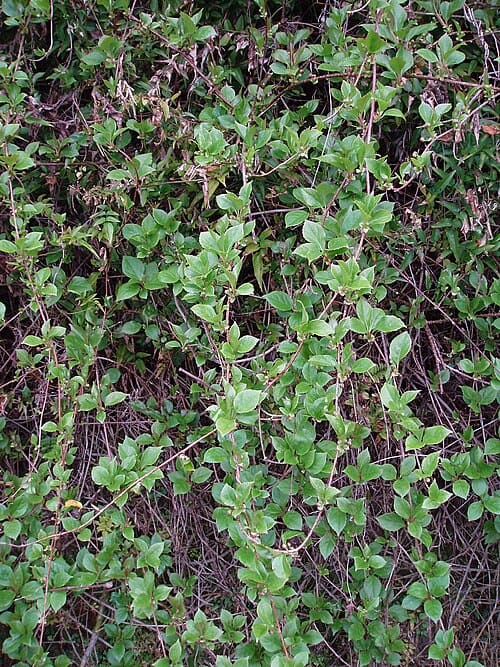 Schisandra sphenanthera