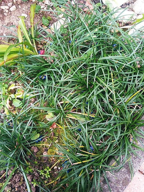 Ophiopogon japonicus
