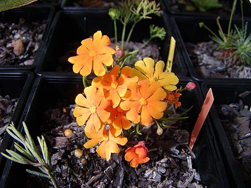 Dilleniaceae