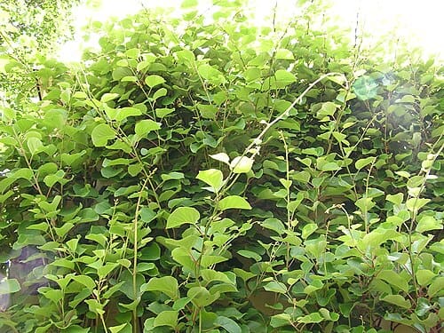Actinidia chinensis