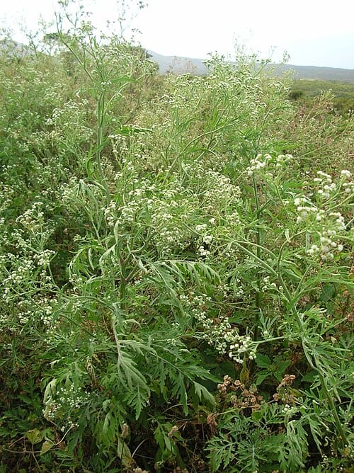 Parthenium