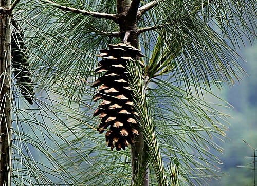 Pinus wallichiana