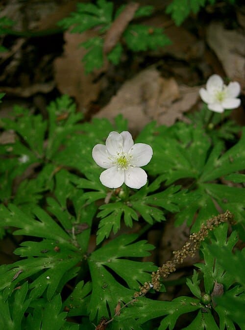Anemone flaccida