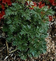 Artemisia, standing in for Artemisia vestita