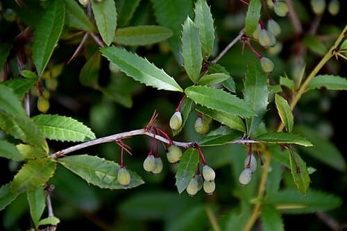 Berberis sargentiana