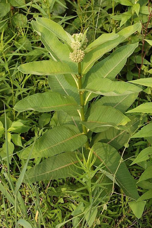 Asclepias syriaca