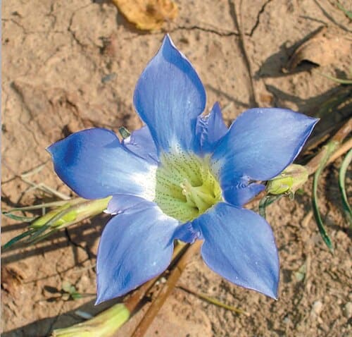 Gentiana kurroo