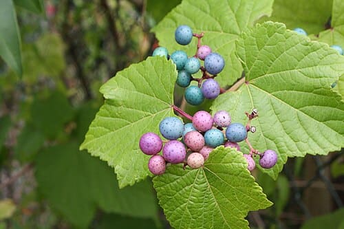 Ampelopsis glandulosa