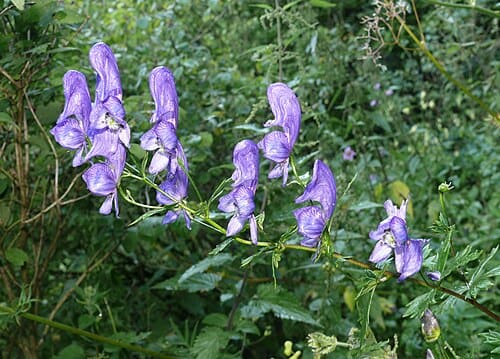 Aconitum, standing in for Aconitum sinomontanum