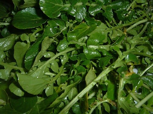 Nasturtium officinale
