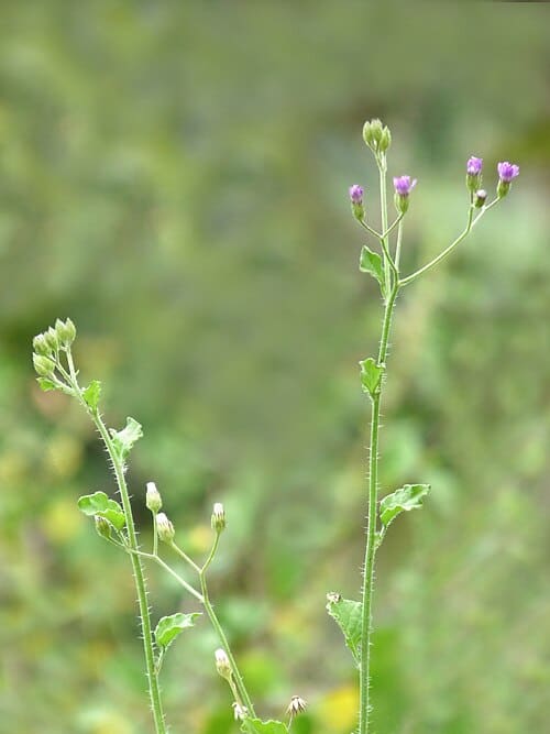 Vernonia cinerea