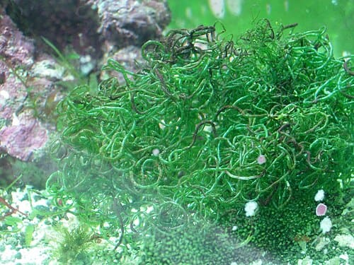 Chaetomorpha