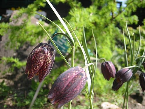 Fritillaria, standing in for Fritillaria hupehensis
